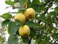 هیوا، توچ، سنگه